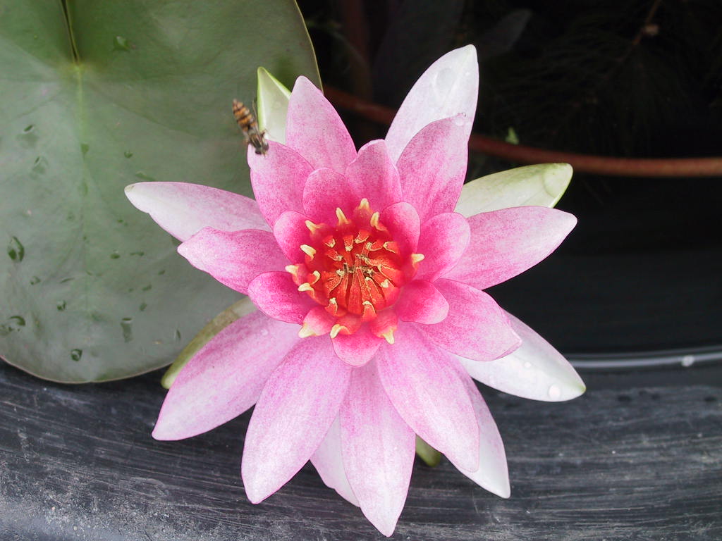 Nymphaea Froebeli.jpg